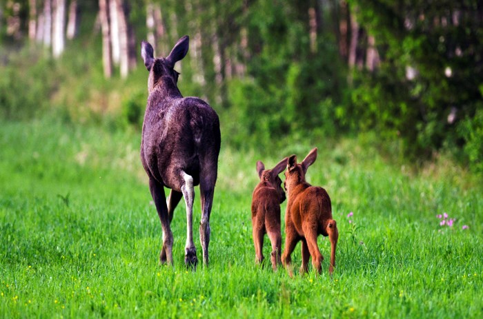 Foto: Oscar Lindvall