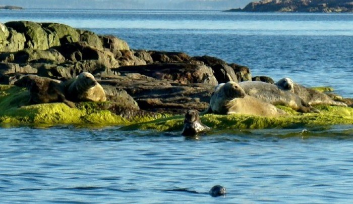  Svenska Jägareförbundet ser positivt på det initiativ som regeringen tagit i frågan om eventuell licensjakt på säl. Fotot föreställer gråsäl. Foto: Niklas Liljebäck