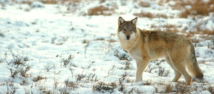 Svenska Jägareförbundet är besviket på nivån i Naturvårdsverkets beslut om vargjakt. Foto: Göran Ekström
