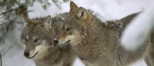 Vargar. 