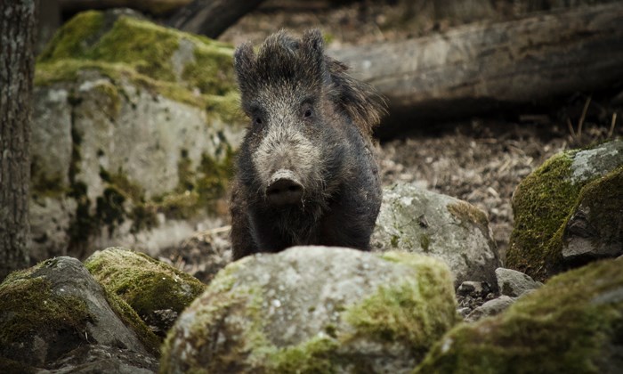 Vildsvinsförvaltningen är en av prioriteringarna för Svenska Jägareförbundet 2014. Foto: Madeleine Lewander
