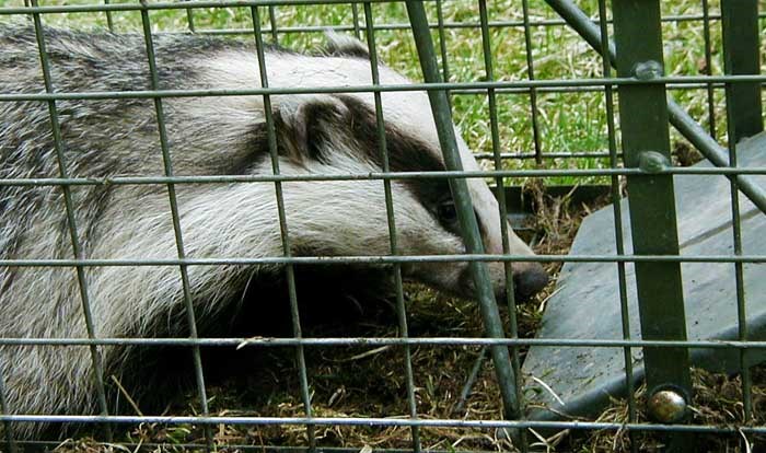 Naturvårdsverket har i stort sett följt alla de ändringar som Jägareförbundet föreslog i sin remissvad gäller föreskrifter om typgodkännande av fångstredskap. Foto: Madeleine Lewander.