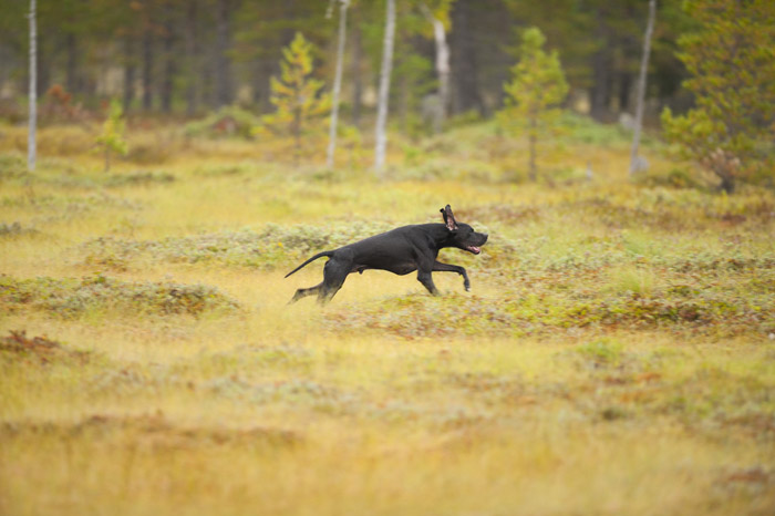 Foto: Oscar Lindvall