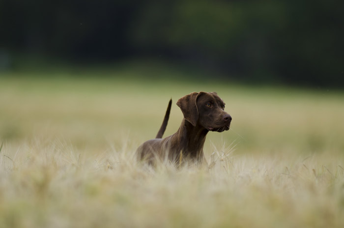 Foto: Oscar Lindvall