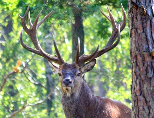 Kronhjort (Eva Lilja)