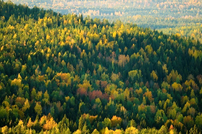Höstskog. Foto: Oscar Lindvall