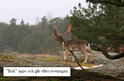 Eftersöksprojektet