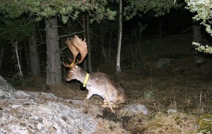 Eftersöksprojektet