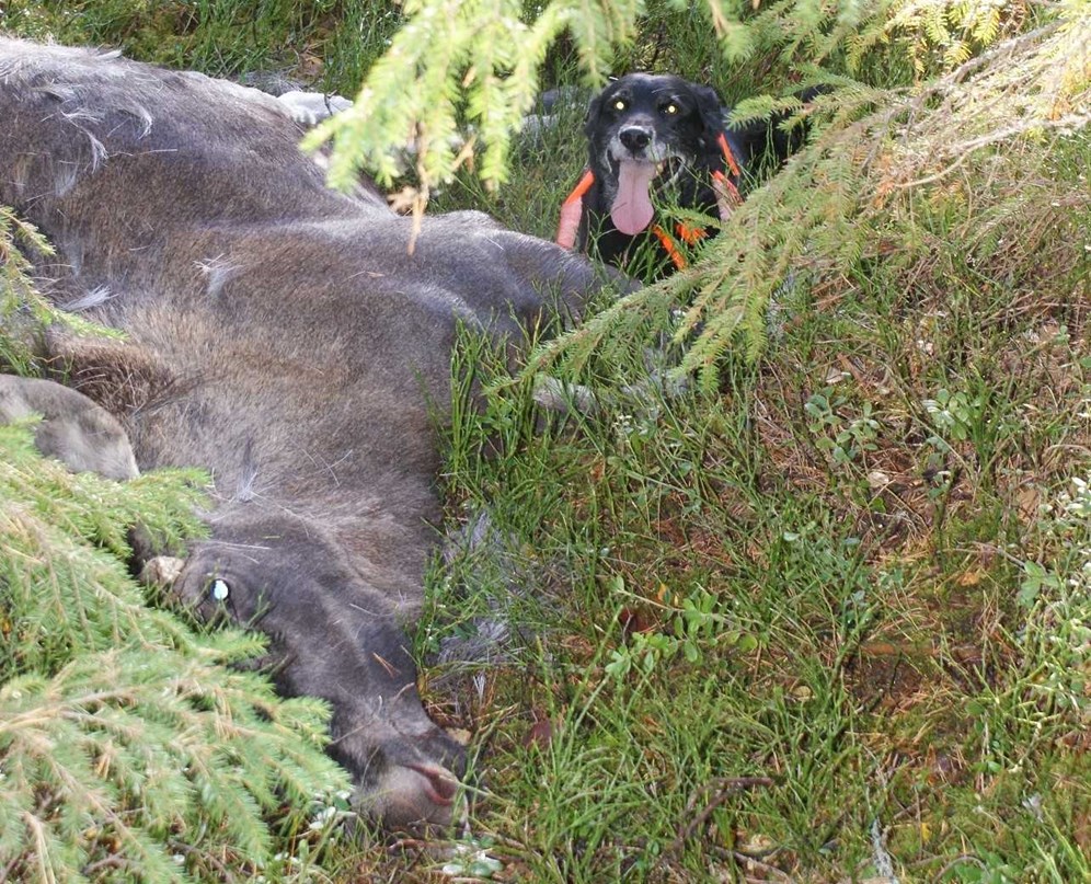 fälld älg och jakthund